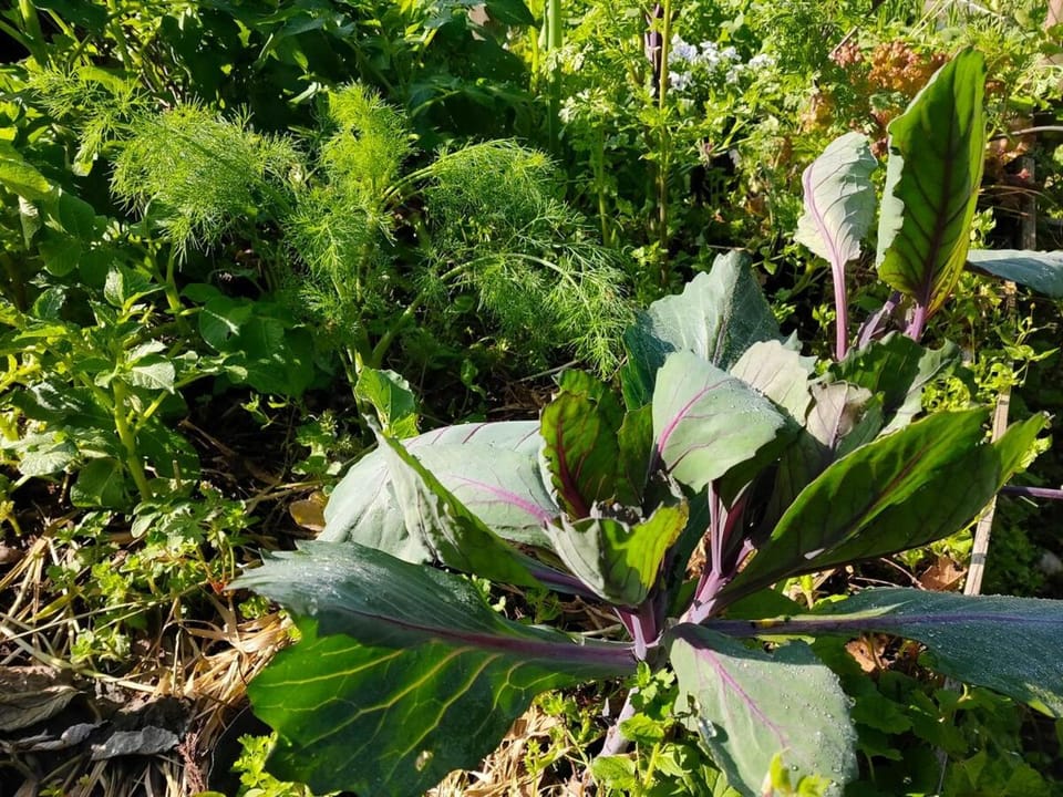 Idyllic country guest house with veg garden Bed and Breakfast in Fukuoka Prefecture