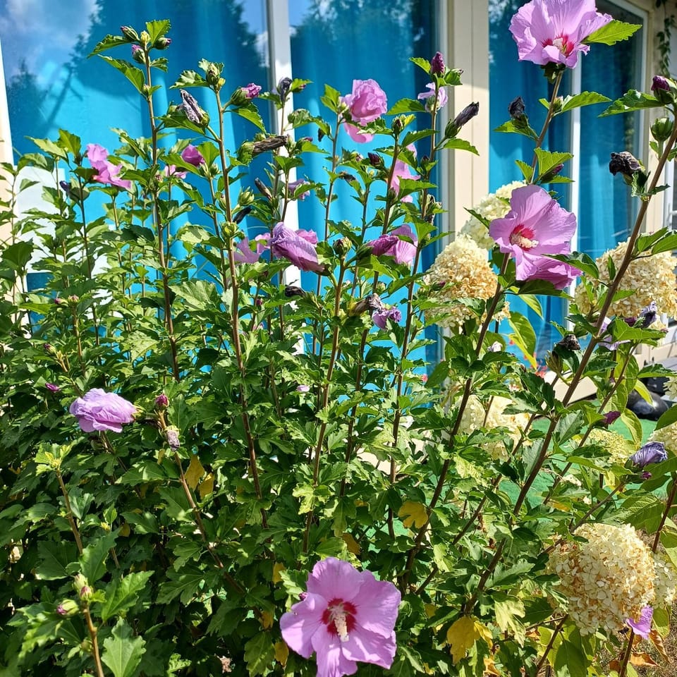 Garden, Garden view