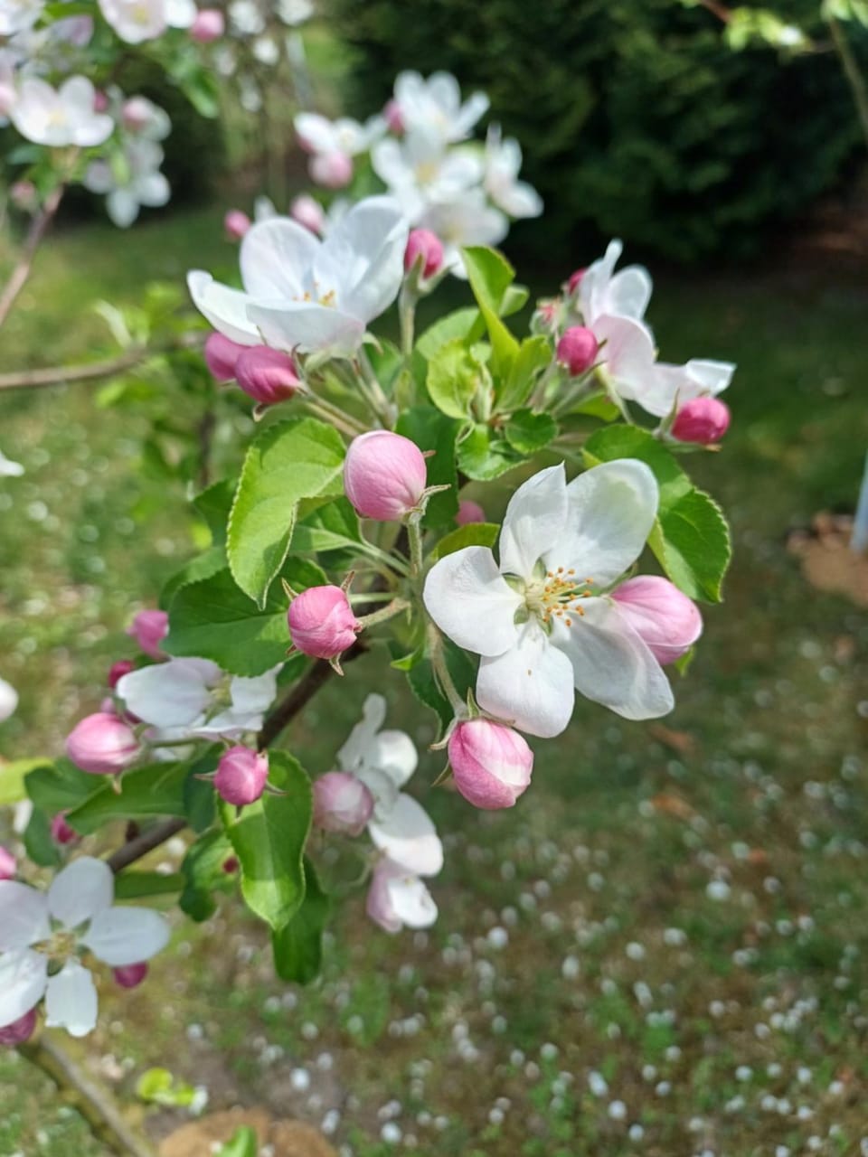 Spring, Garden, Garden