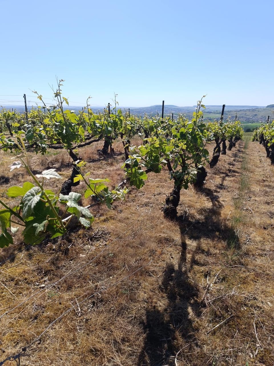 L'Annexe Rose & Romy, maison au coeur des vignes et en bord de Marne House in Grand Est