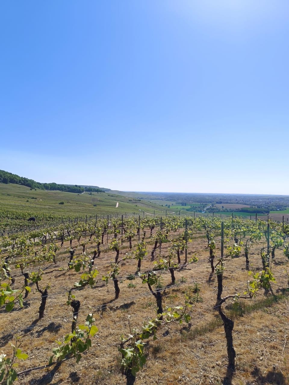 L'Annexe Rose & Romy, maison au coeur des vignes et en bord de Marne House in Grand Est