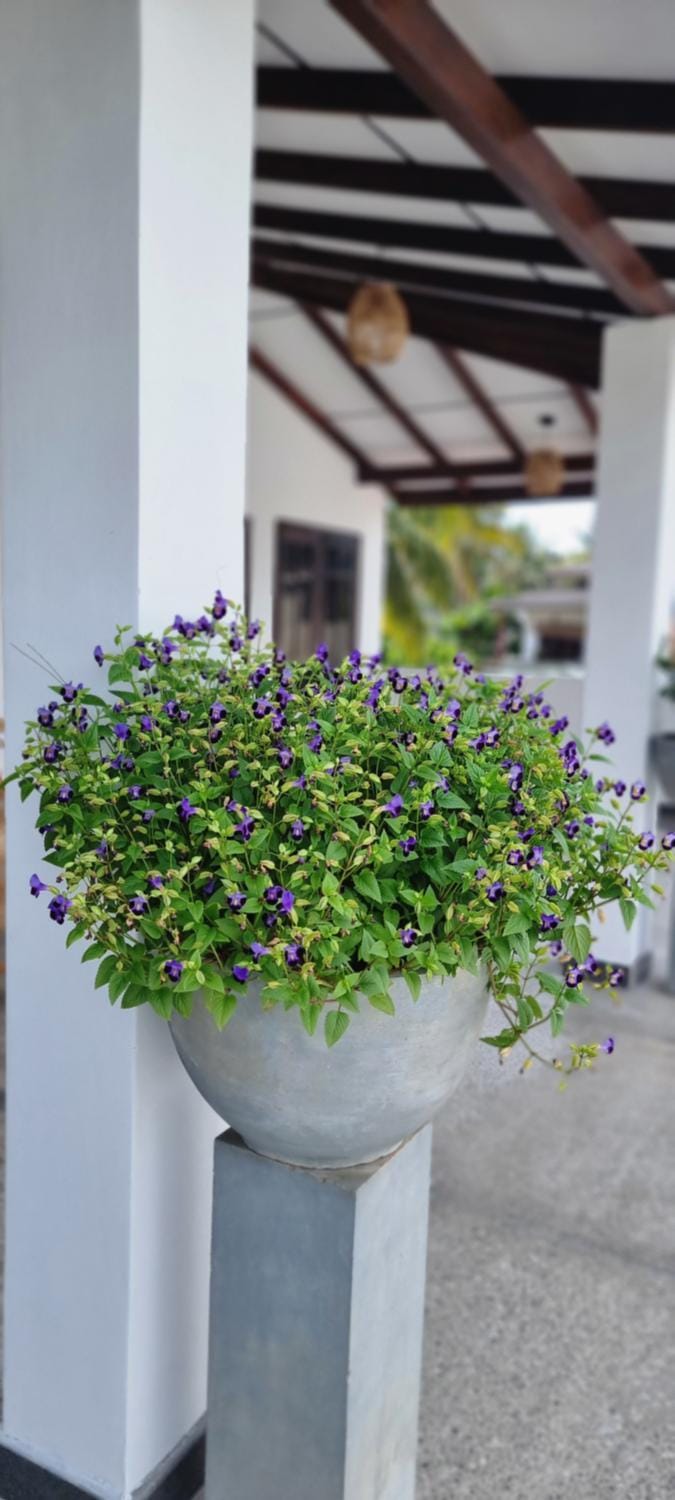 Day, Garden, Garden view
