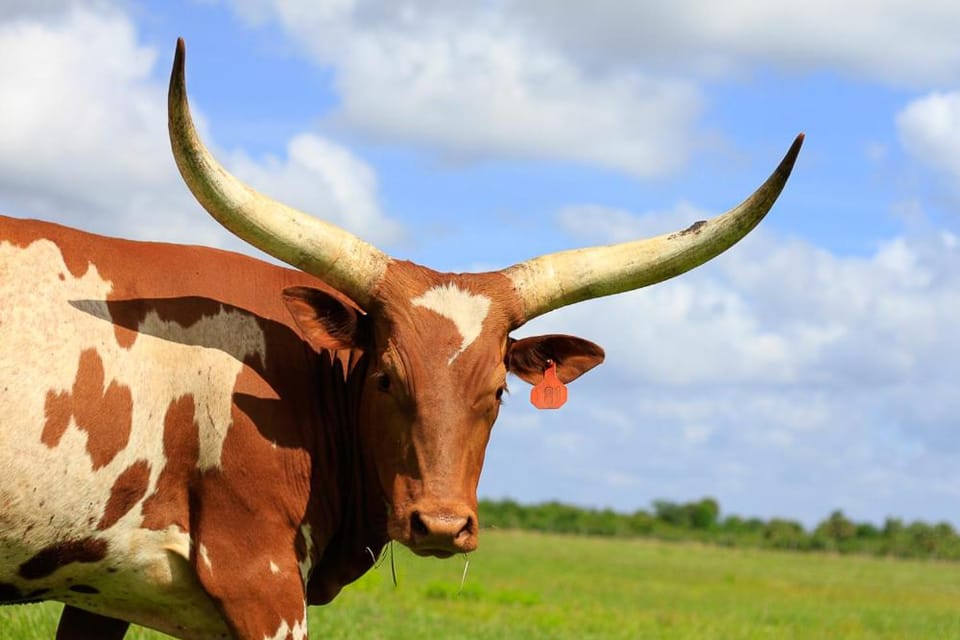 Red, White & Rodeo 2BR RV @ River Ranch 149 Apartment in Osceola County