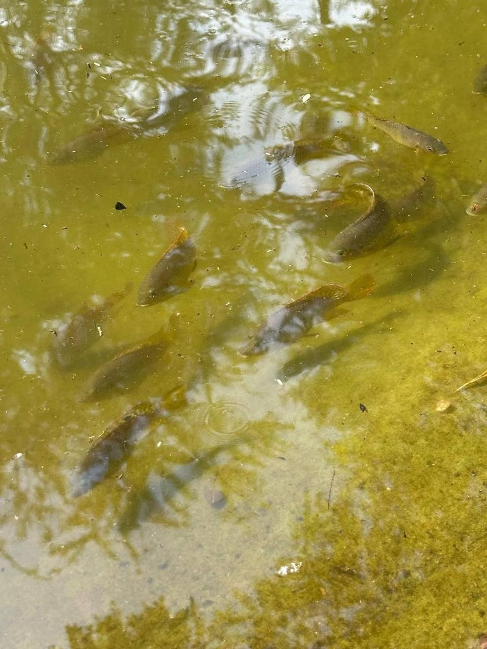 Animals
