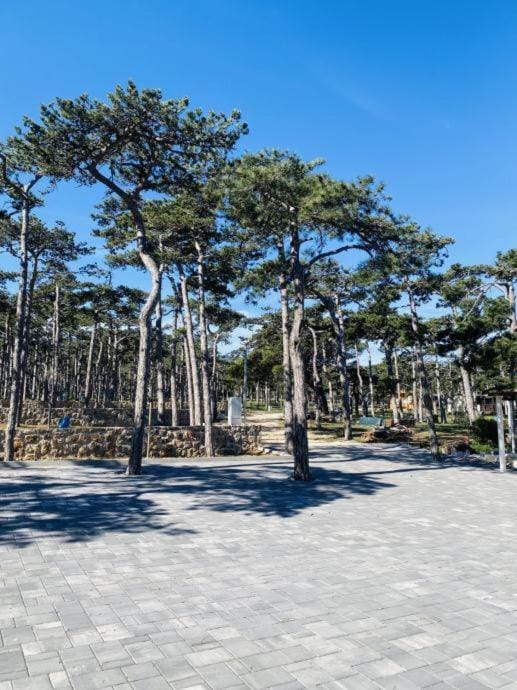Pine House House in Zadar County