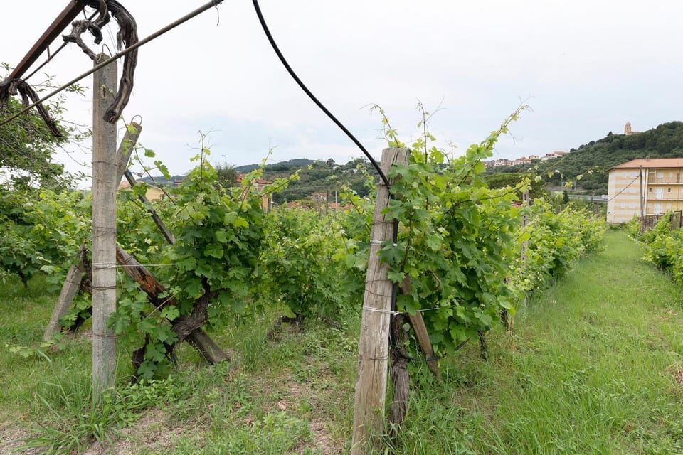 Agriturismo Il vigneto Farm Stay in Diano Marina