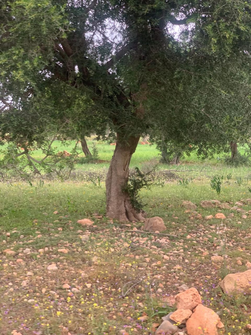 Amadlane Ayoub Villa in Souss-Massa