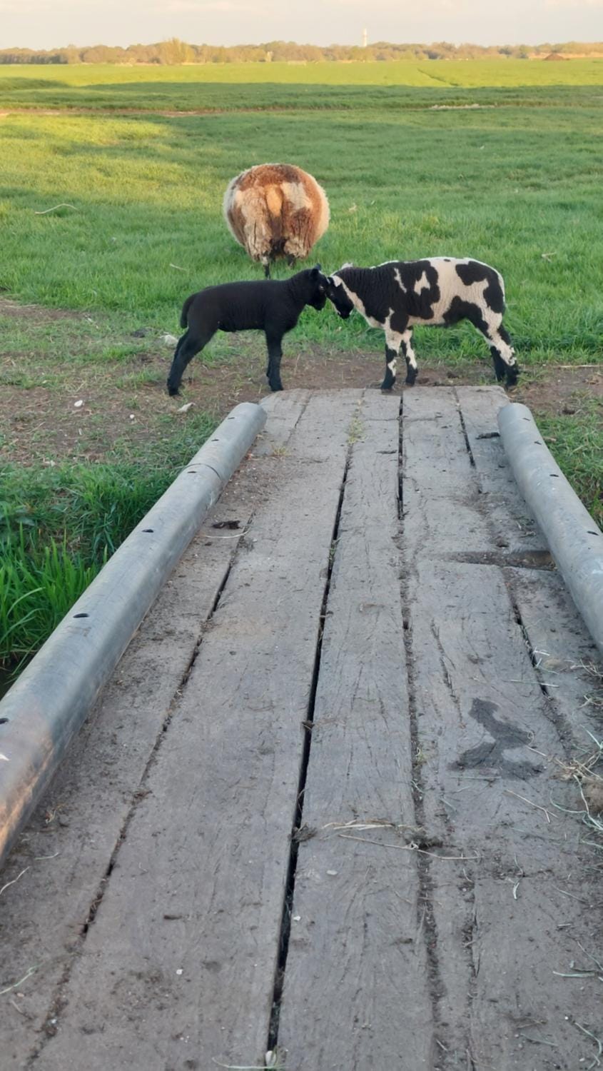 Animals