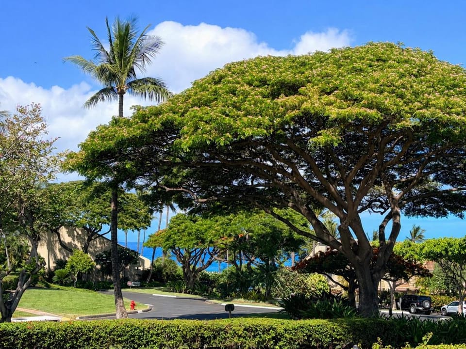 Maui Kamaole #I-106 Ground Flr, Garden View, A/C, Great Location Apartment in Wailea