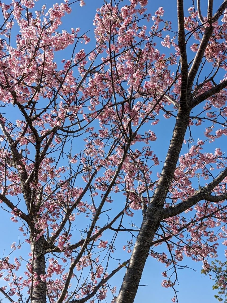 Spring, Day