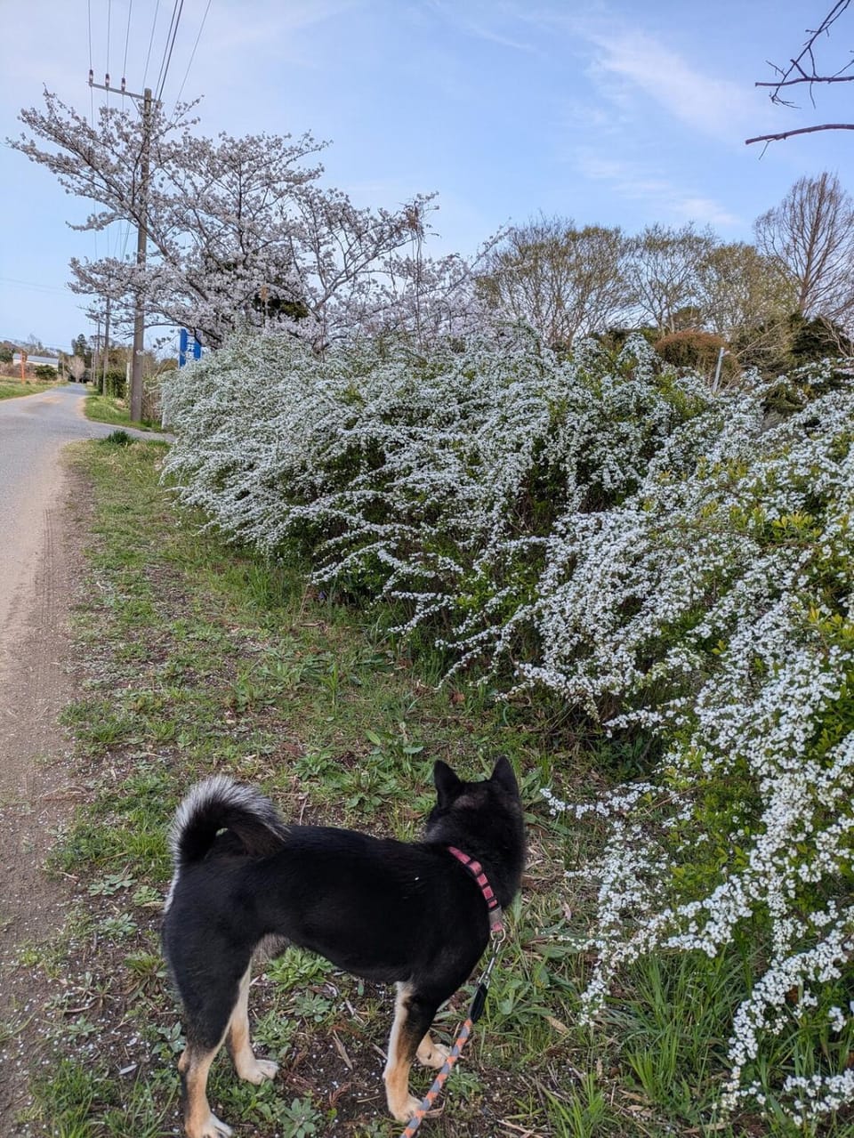 Spring, Pets