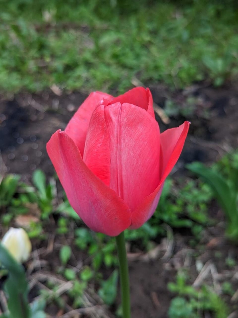Spring, Day, Garden