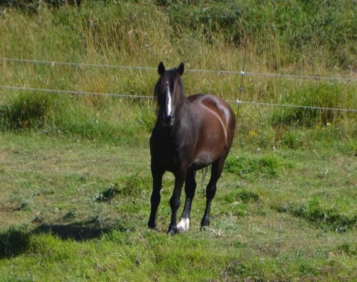 La ferme des Perdilles Farm Stay in Occitanie