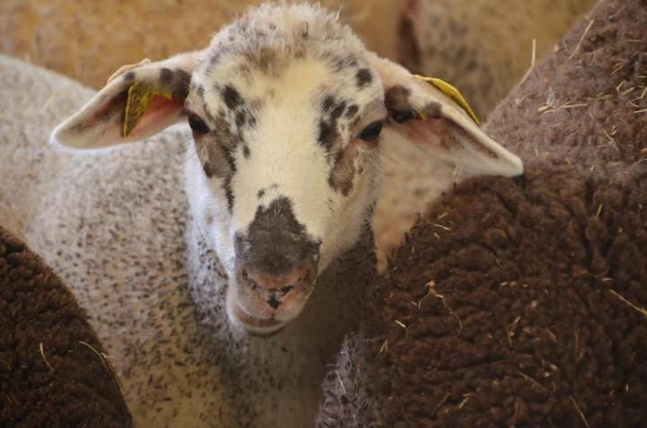 La ferme des Perdilles Farm Stay in Occitanie