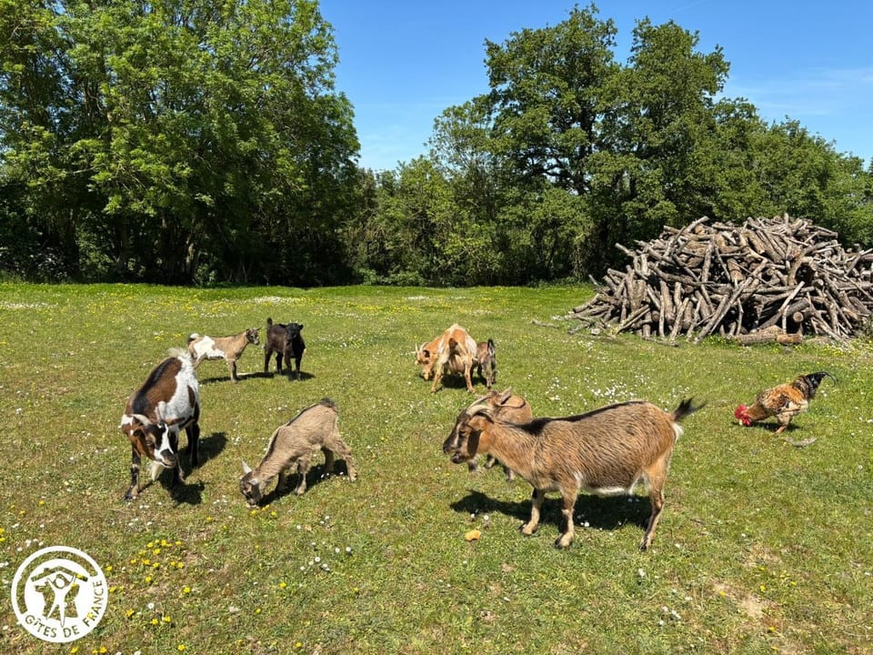 Gîte paisible avec faune locale - 6 pers. - FR-1-426-617 House in Pays de la Loire