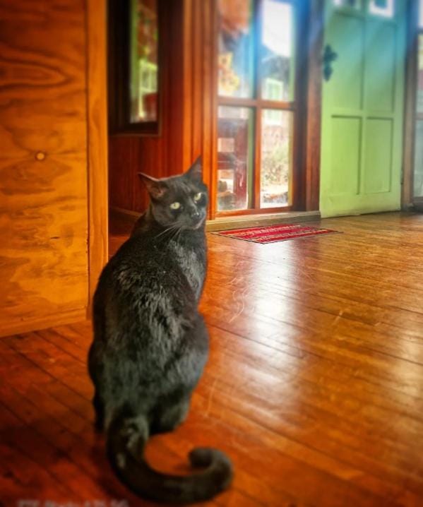 Lobby or reception, Animals