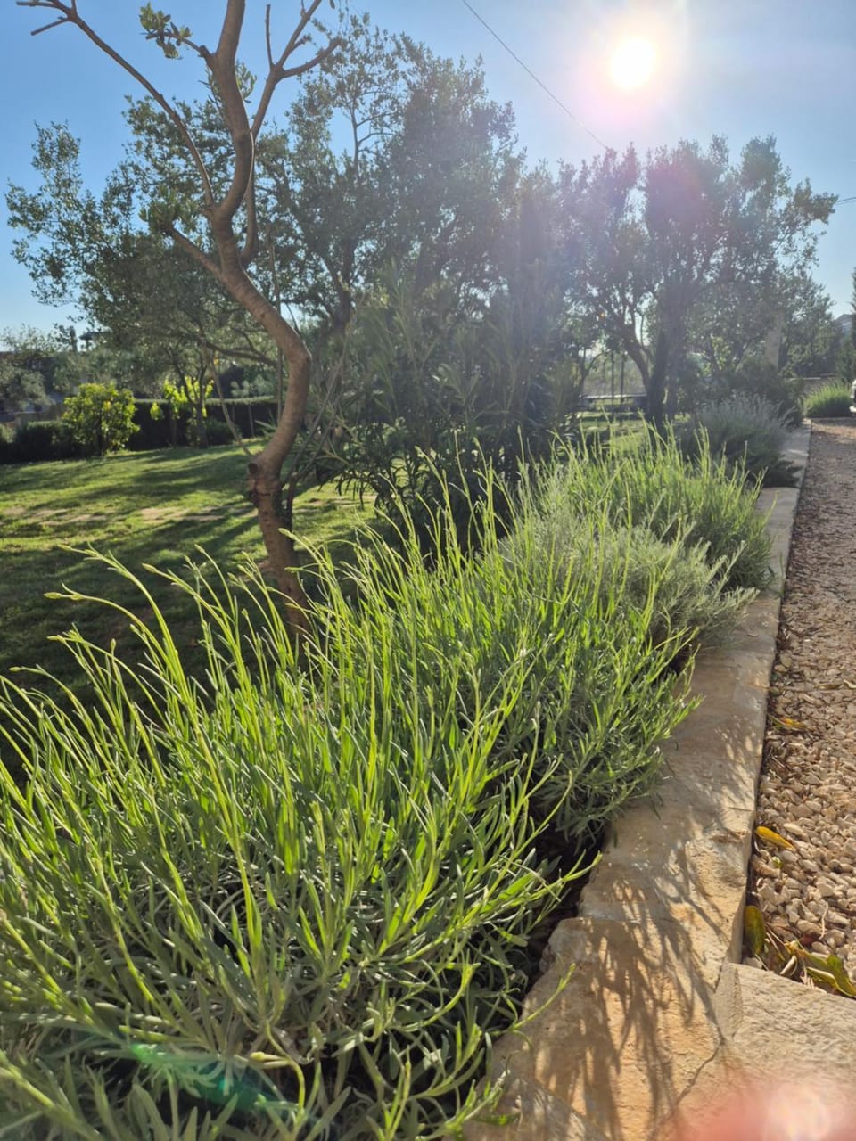Garden view