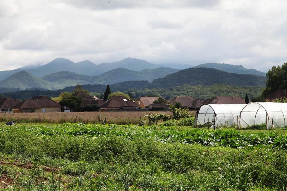 Natural landscape, Garden, Mountain view