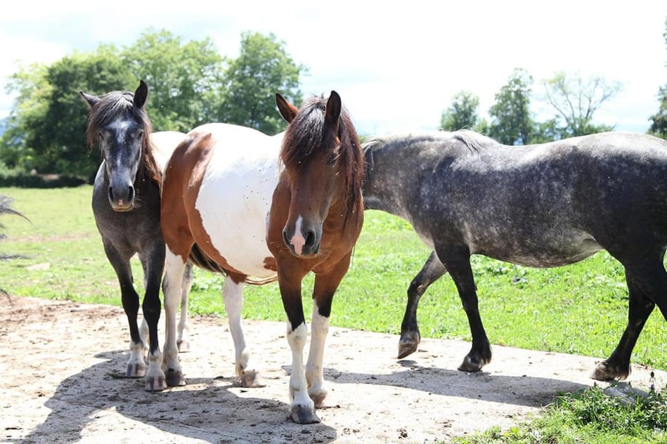 Animals