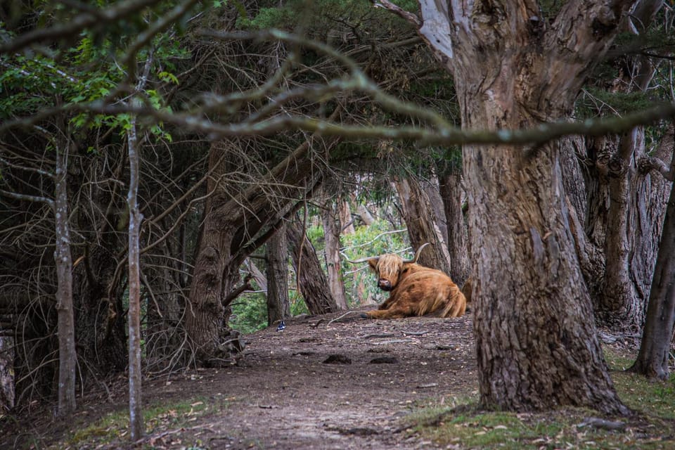 Natural landscape, Animals