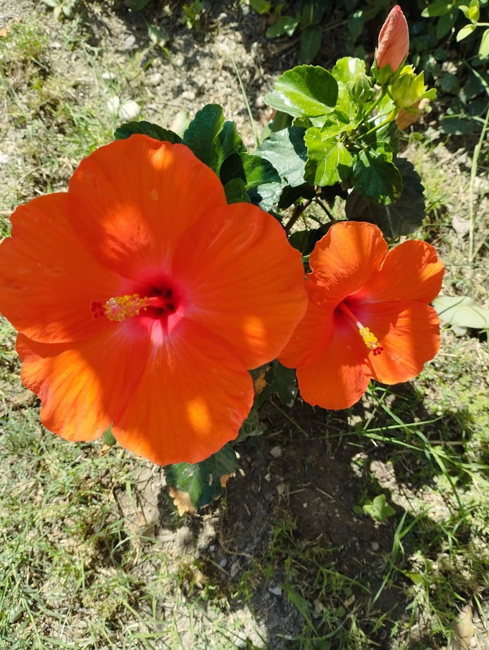 Spring