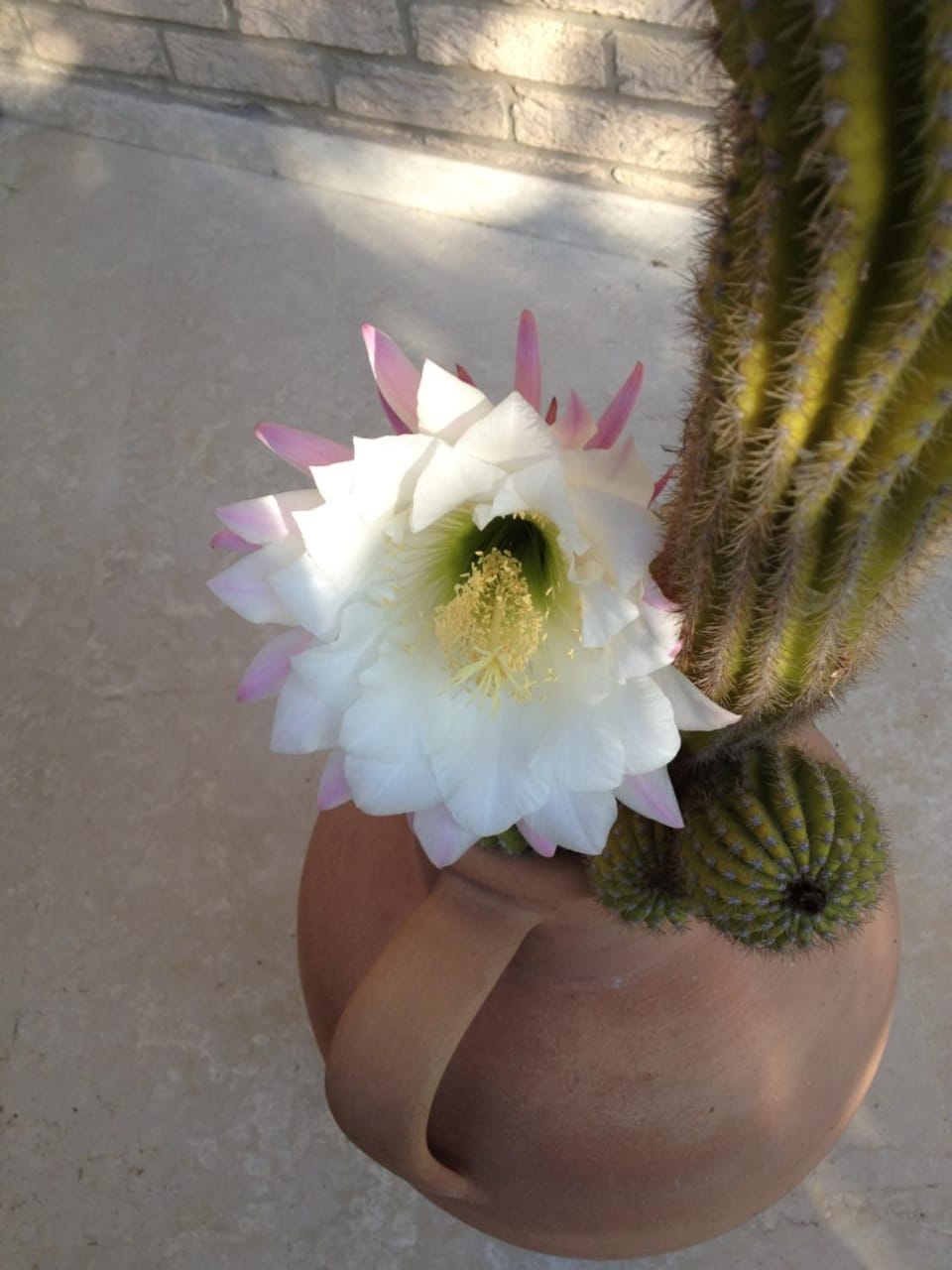 Appartamento Via Adriatica Nord Apartment in Cupra Marittima