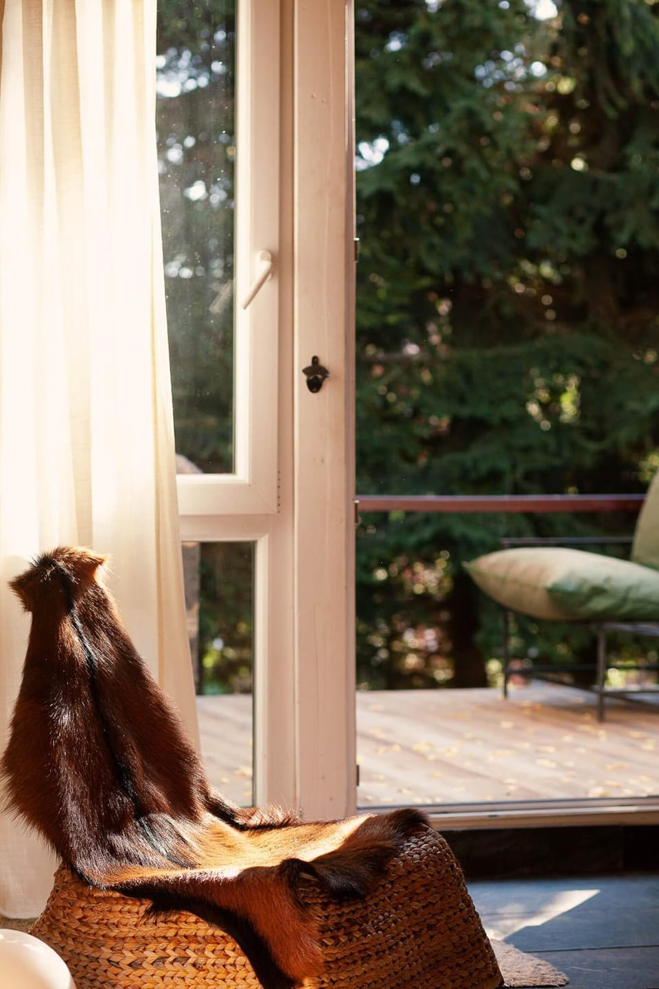 Day, Living room, Pets