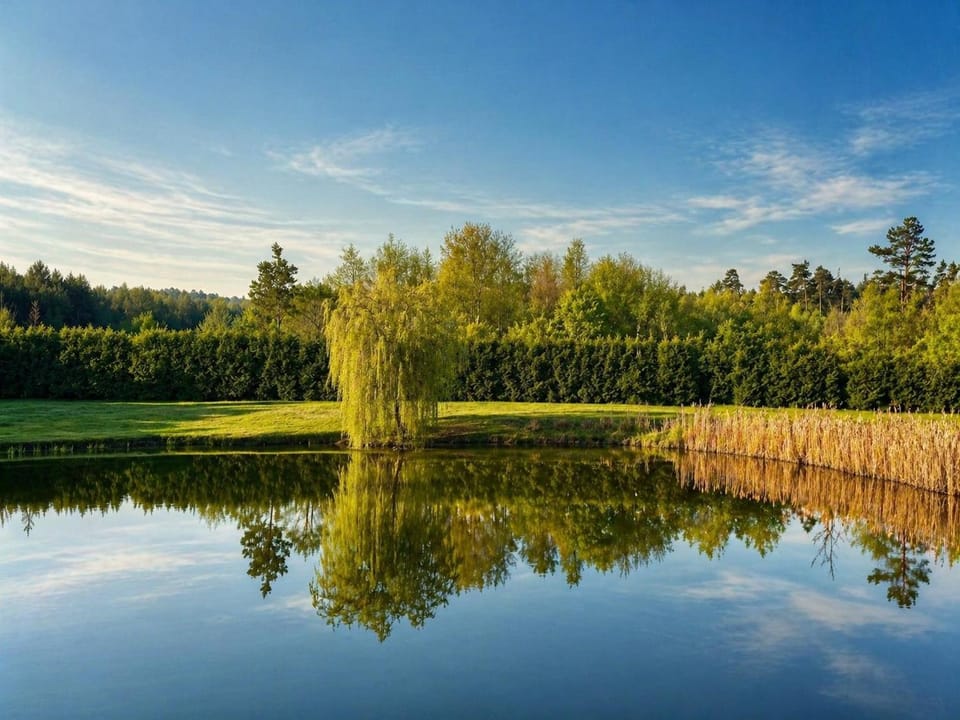 Lake view