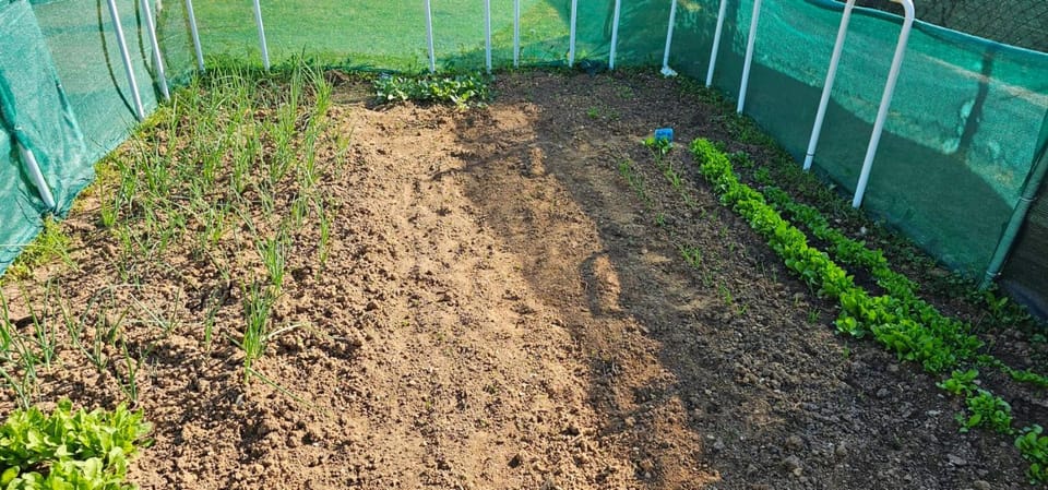 Garden, Garden, Garden view