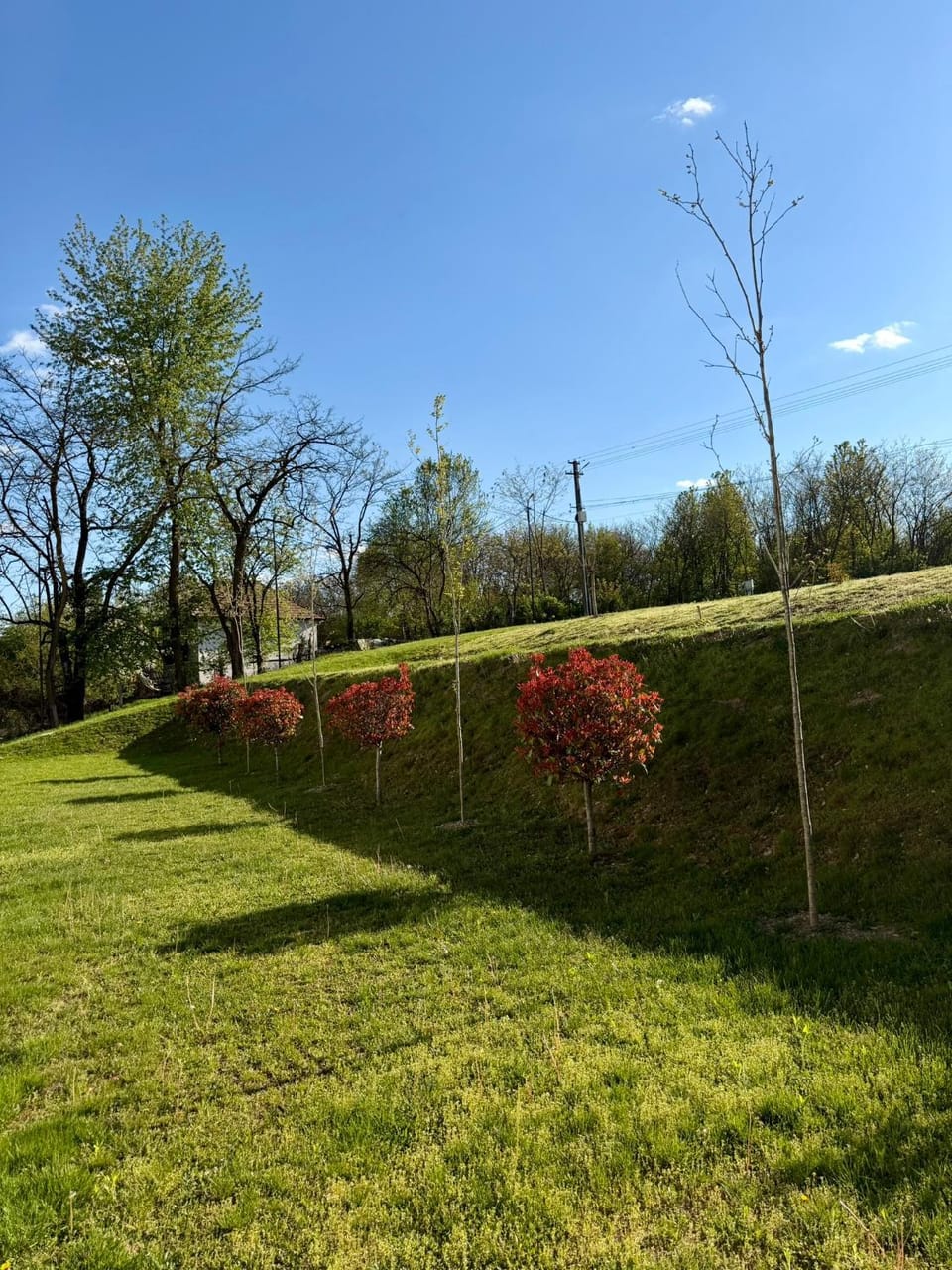 Day, Natural landscape, Garden view
