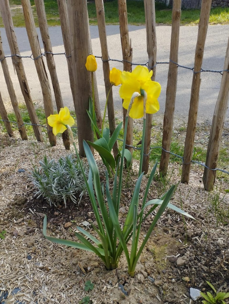 Spring, Garden