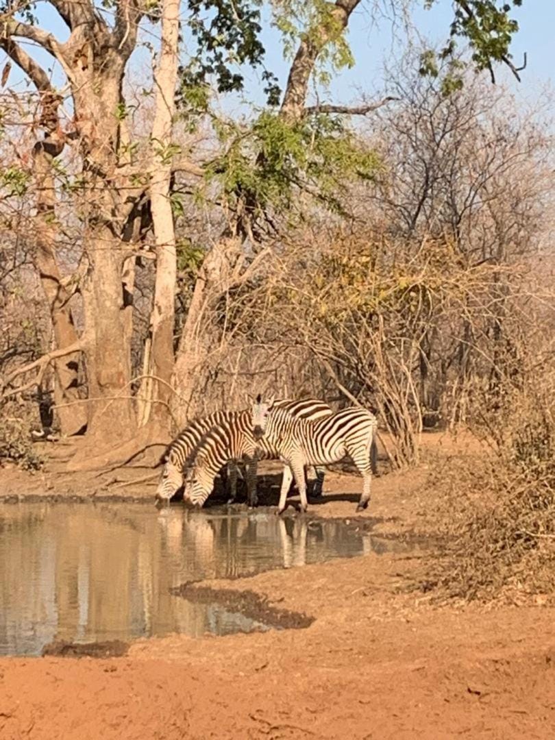 Bush River Safaris, Lower Zambezi, B&B, Tiger Fishing, Canoeing Apartment in Lusaka Province, Zambia