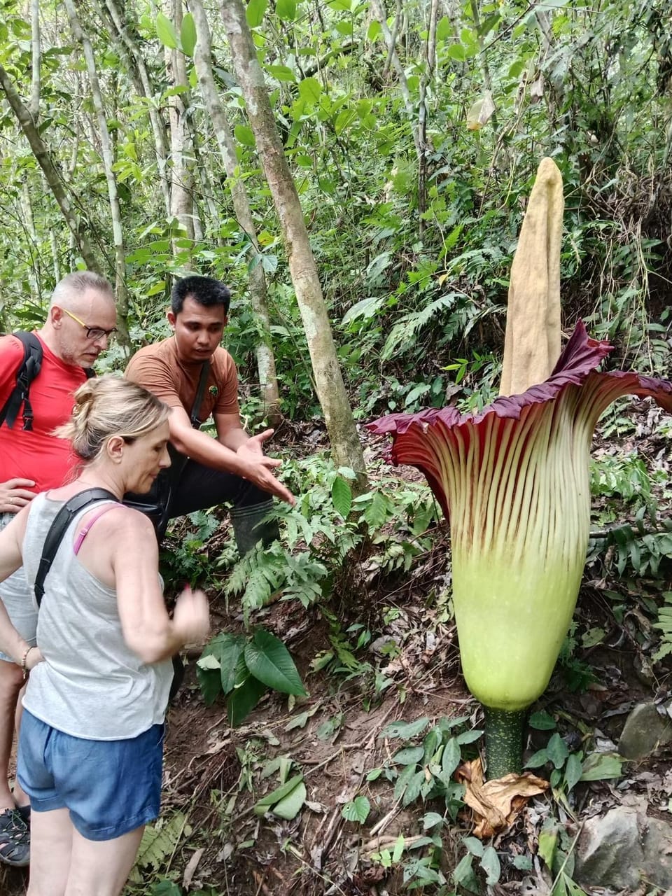 Jungle House And Treking Family Only Treking Booking With Us Vacation rental in Indonesia