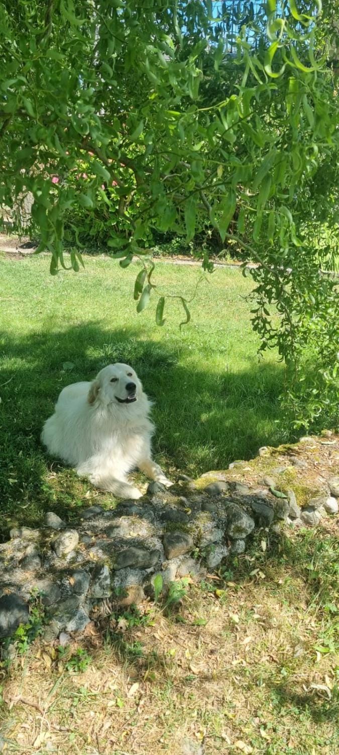Natural landscape, Garden, Pets
