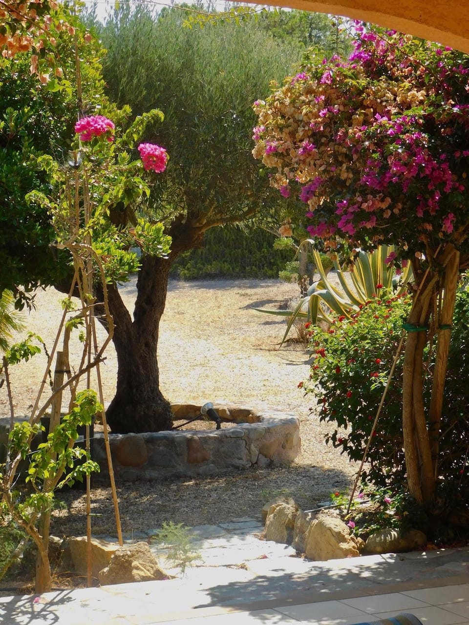 Garden view