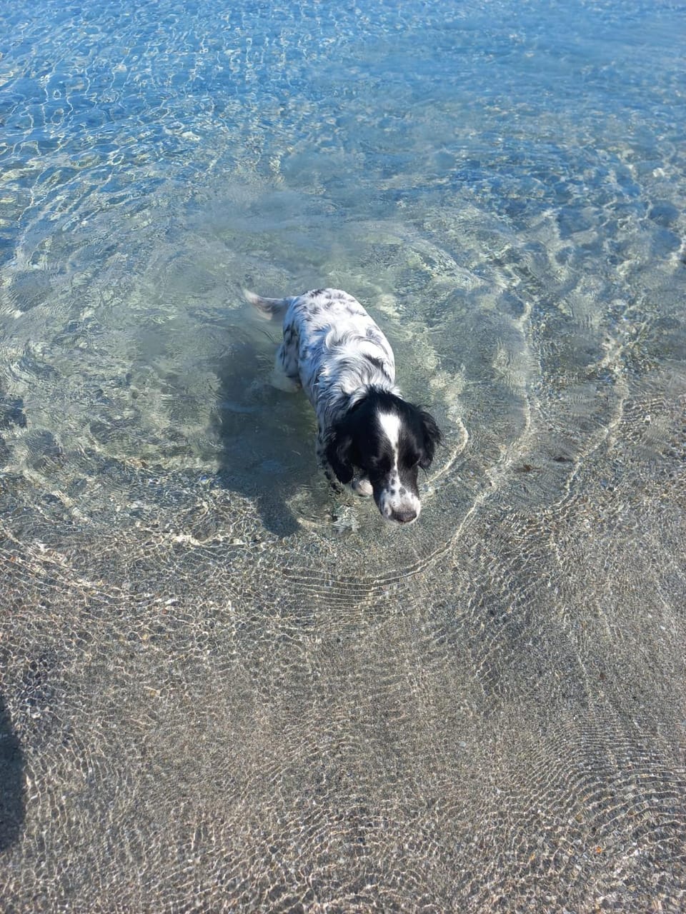 Pets, Sea view