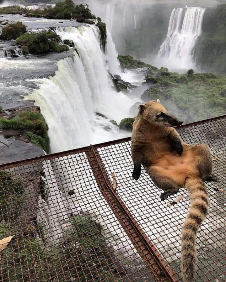 Natural landscape, Pets
