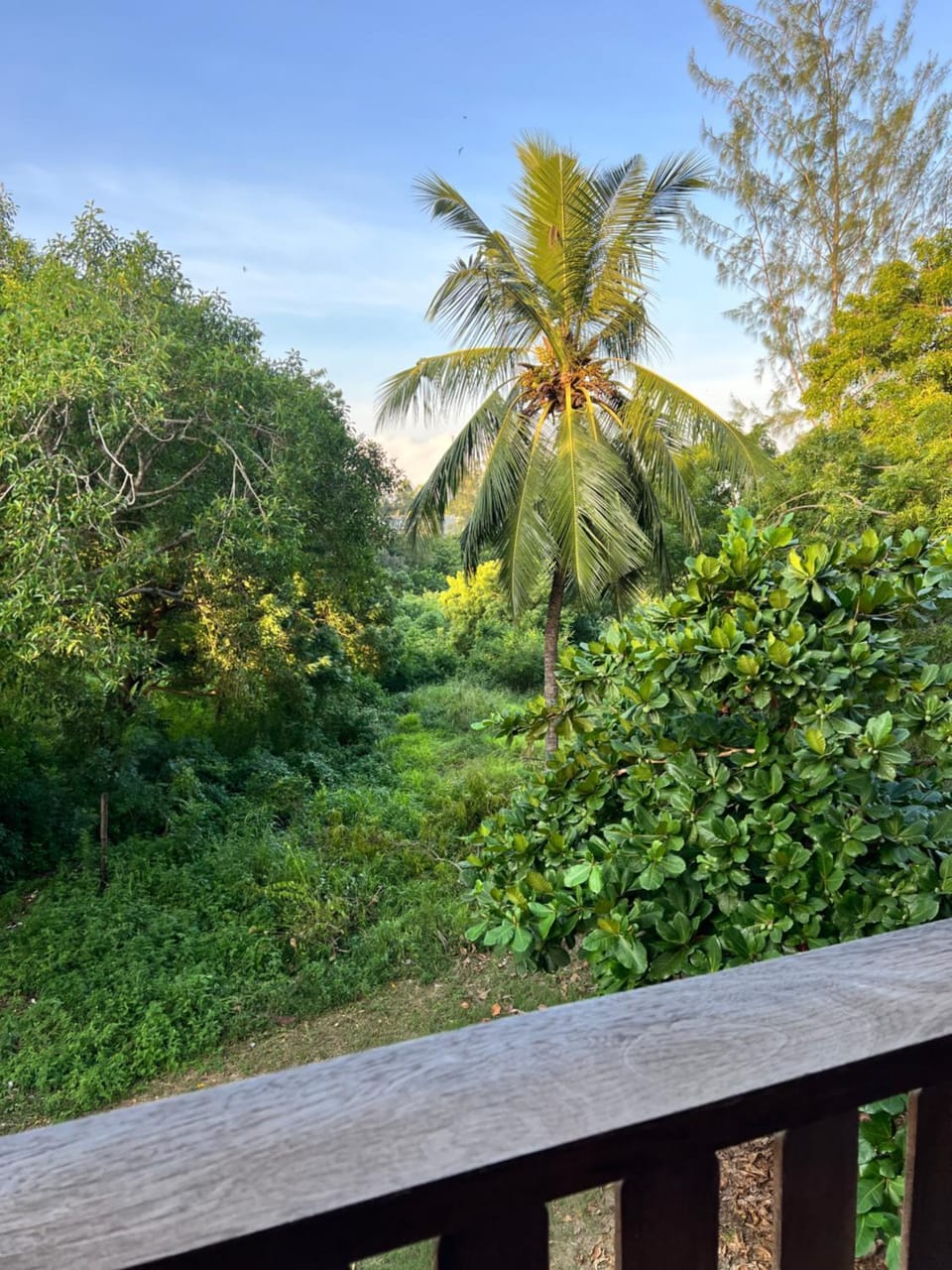 Garden view