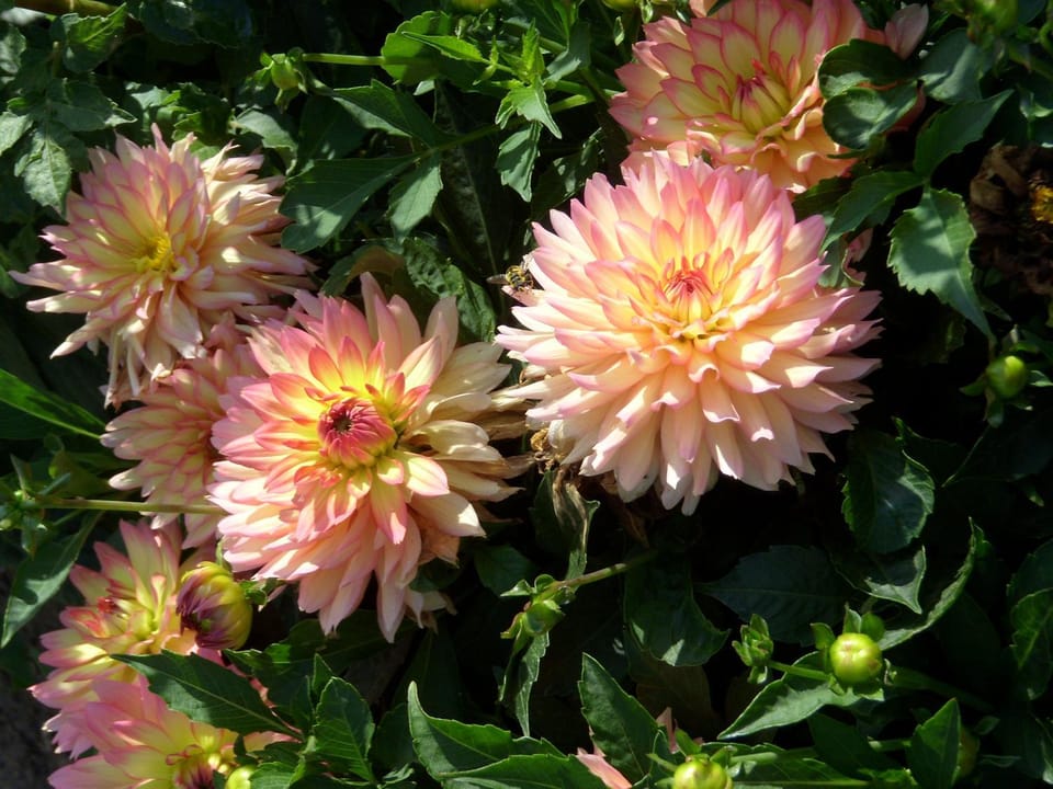 Garden view