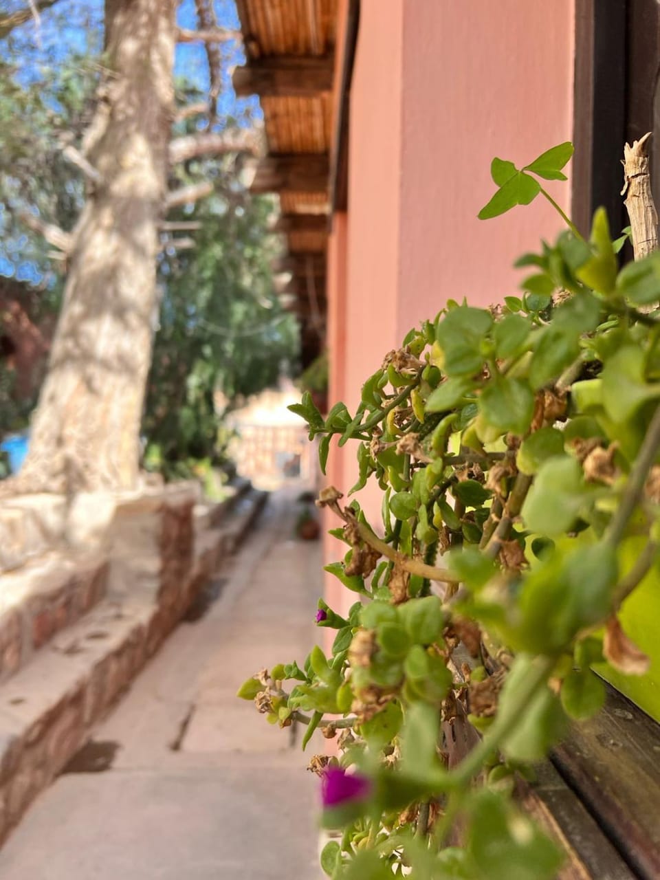 Kantuta Hospedaje Bed and Breakfast in Tilcara