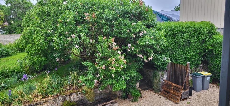 Garden view