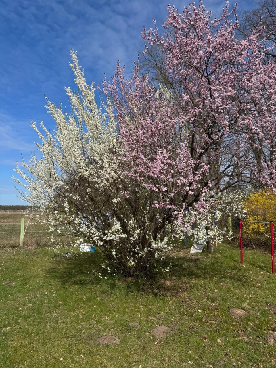 Spring, Garden view