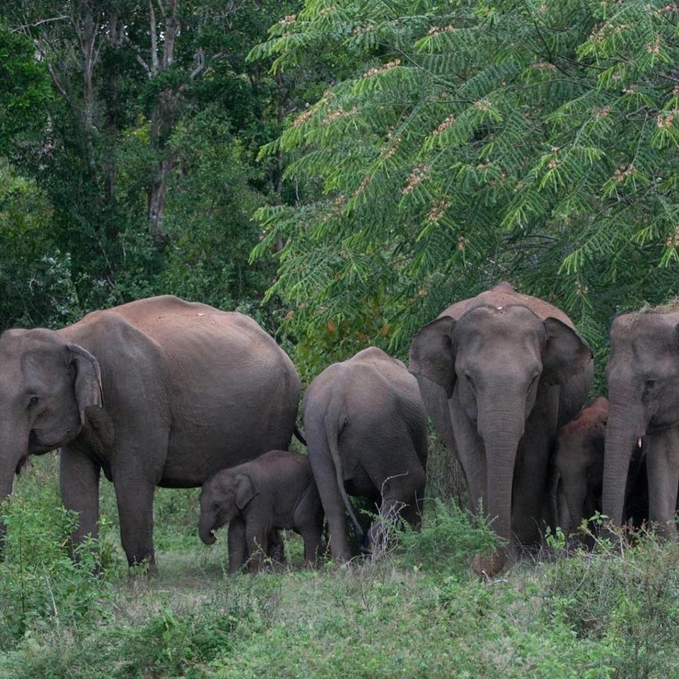 Freedom Lodge Yala Nature lodge in Southern Province