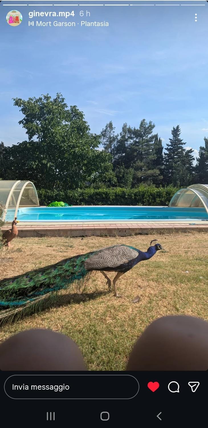 Natural landscape, Garden, Garden view, Pool view, Swimming pool