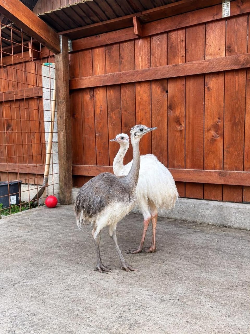 Farma pod Skalkou - Kontaktné zoo - Vírivka - Ski Telgart 15 min House in Slovakia