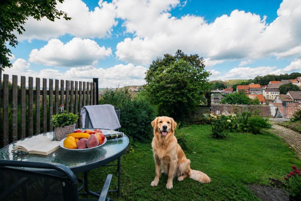 Day, Garden, Seating area, Food, Pets