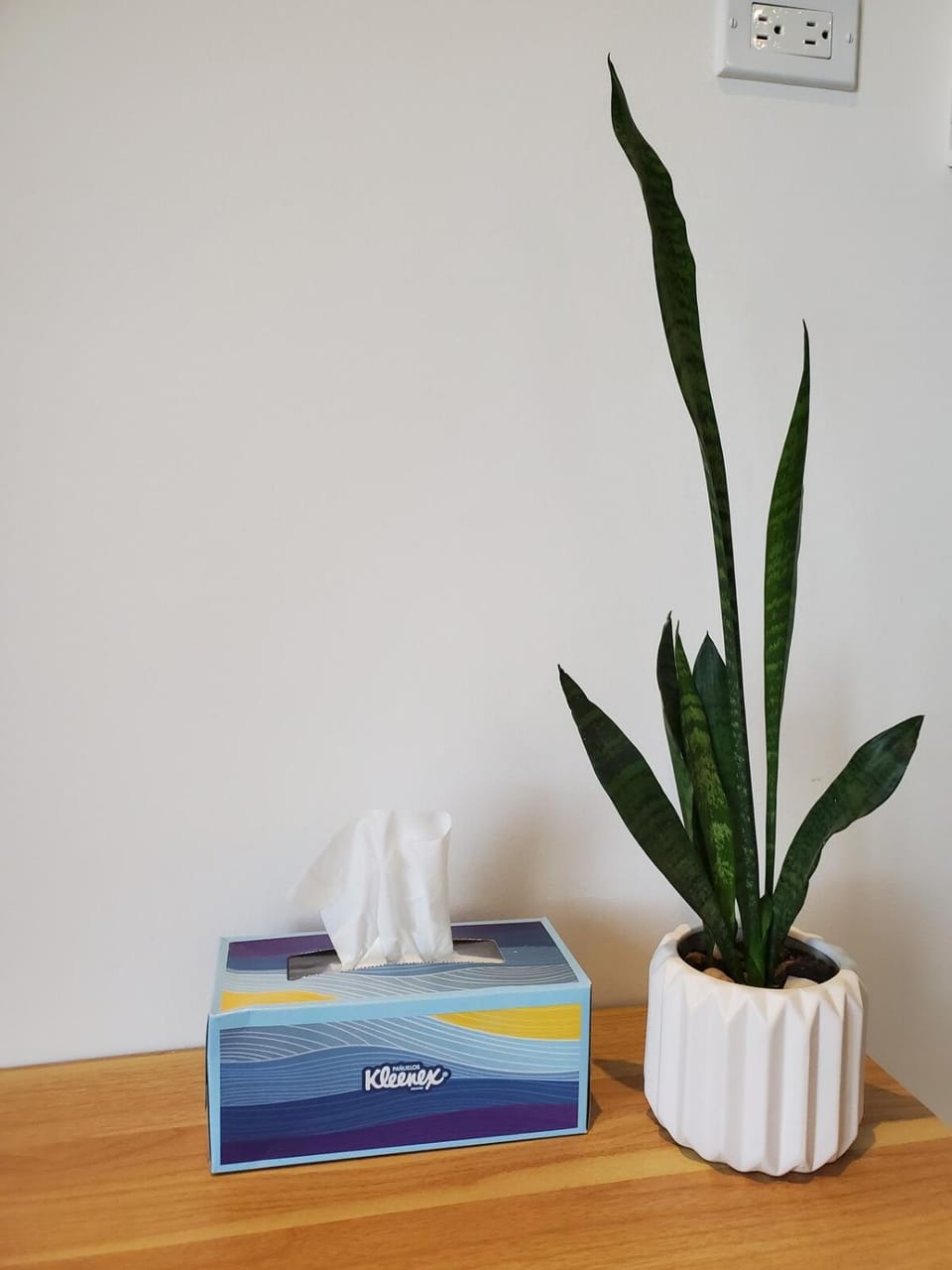 Pitaya Guest Suite Apartment in Baja California Sur