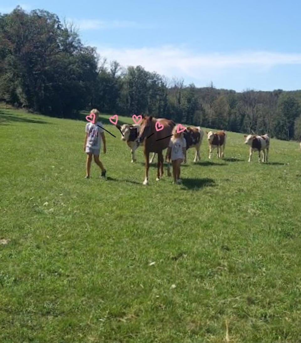 Horse-riding, group of guests