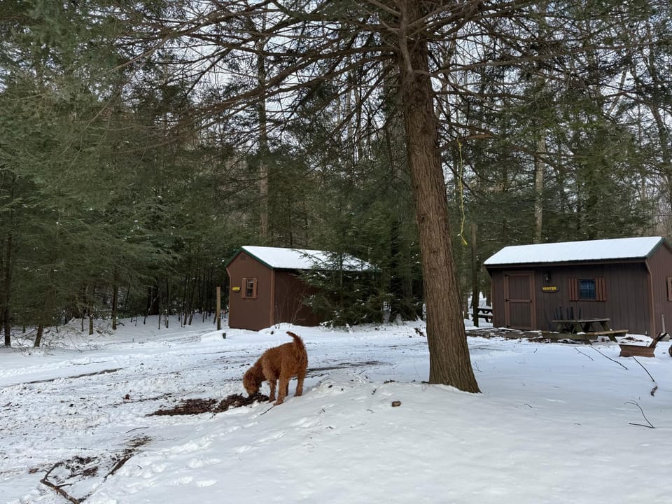 Natural landscape, Winter, Pets, River view