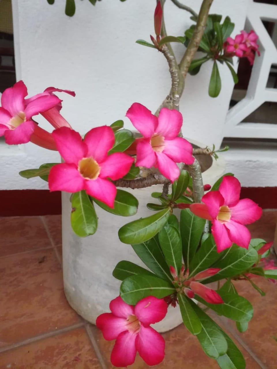 Embiente Guest House Bed and Breakfast in Negombo